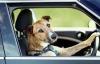 Статья Как сделать так, чтобы окна в машине не запотевали Автопродажа